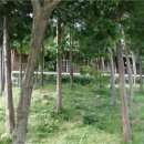 남해편백자연휴양림 이미지