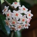 호야농장 이미지