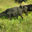 천국염소 이미지