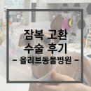 그레이 동물병원 | 그레이하운드 릴리의 잠복고환수술, 스케일링 후기 - 고척동 올리브동물병원