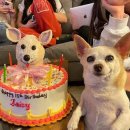 멍멍이 달린다 이미지