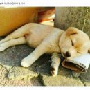 개팔자 상팔자 이미지