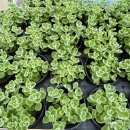 향기가득 원예교실 | [포항 원예수업] 경북시각장애인 연합회 향기정원 만들기 장미허브 원예 테라피