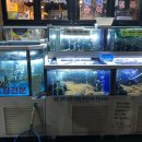 광어삼촌 이미지