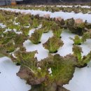 낙성농장 이미지