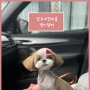 멍이댕이 | (전주애견미용실)멍이댕이