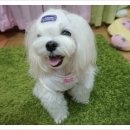 청순하개 이미지