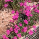 끈끈이대나물 꽃에 앉은 산제비나비 이미지