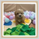 강아지랑나랑 이미지