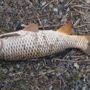 광탄낚시터 이미지