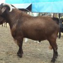 종부농장 이미지