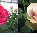 장미유통 이미지