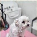 강아지 미용실 이미지