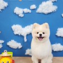 동동 애견 미용 이미지