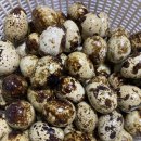 알마니농장 이미지