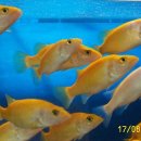 황쏘가리 이미지