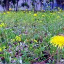 김두수「민들레」 이미지