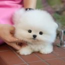 의성동물병원 | 의성포메분양 후기 - 미유펫대구점에서 행복한 만남