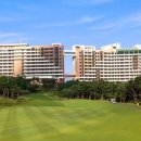 소노펠리체 델피노 이미지