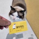 폴인캣츠
