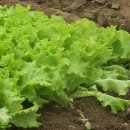 상추밭에돈 이미지