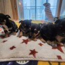 리틀파우스 이미지