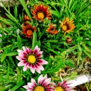 가자니아 이미지