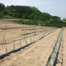 옥천농장 이미지