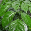 행복나무 이미지