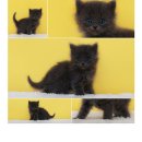 강남고양이분양 나비캣 이미지