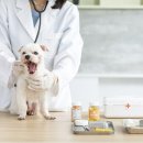 송도 종합 동물병원 이미지