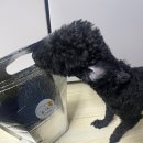 까까뭐멍냥 이미지