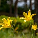 원추리꽃(학명: Hemerocallis) 이미지