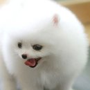 배곧애견샵 이미지