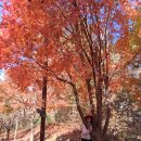 독립기념관 &#34;단풍의 숲길&#34; - 충남천안 이미지