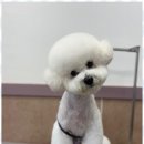 아리스타펫 이미지