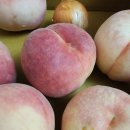 영천 스타농원 | 농라))영천스타농원 못난이딱딱이 유명후기