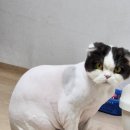 고양이무마취미용 고무미 이미지