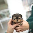 큐티퍼피 이미지