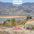 정남진우리김부각 영농조합법인 | 3월의 광양 당일치기 여행 : 이순신대교, 세림식당, 광양매화축제, 주차장, 입장권, 매실아이스크림...