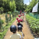 🌳숲로프체험~솜팡🌳 이미지