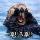 모아가꼬