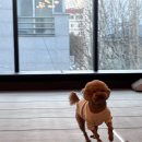 B&B(바비브라운 비숑프리제) | 바비브라운 비숑프리제 후기, 울산애견유치원에서 신난 하루