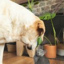 강아지와 고양이 이미지