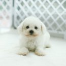 몽프리제 이미지