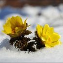 눈속에피는꽃 이미지