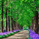 우로지 자연숲 공원(메타세쿼이아길) 이미지