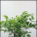 행복나무 | 수원 망포 개업화분 후기 │ 영어학원 오픈 행복나무 설치