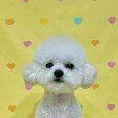 마이멍멍 이미지