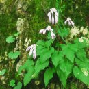 무주화원 이미지